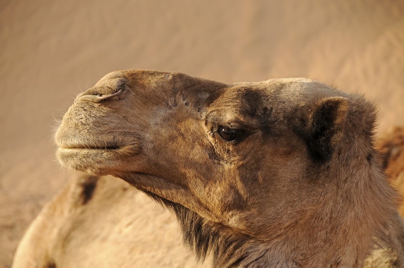 Desert Eco Camp in Morocco