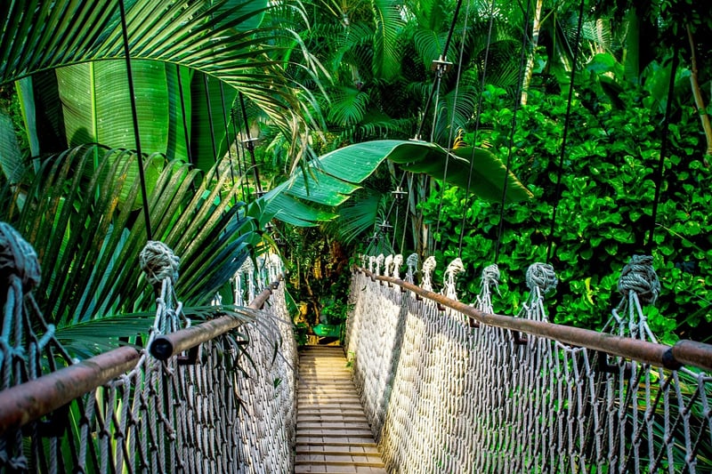 Treehouse Lodge in the Amazon Rainforest
